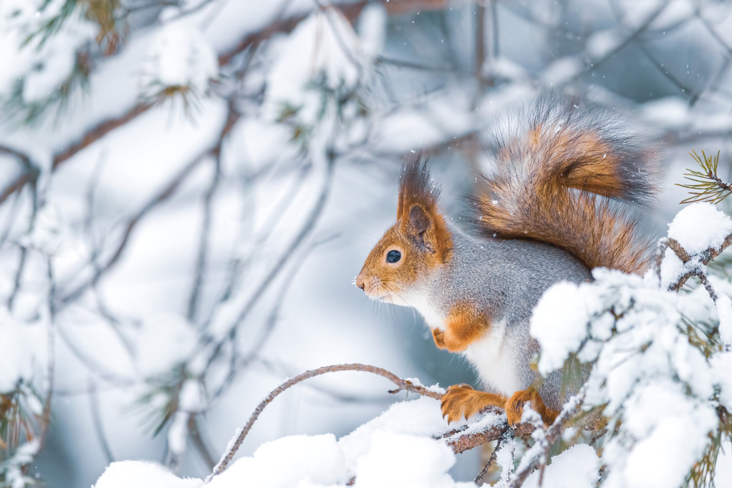 беловежская пуща рысь. февраль природа. дикие животные урала зимой. зимняя ветка. зимние животные.